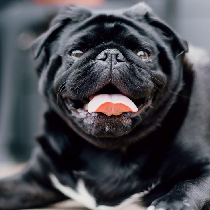 Alex Chen, Lead Design Curator at Sun Crest Atelier, reviewing corporate floral arrangements